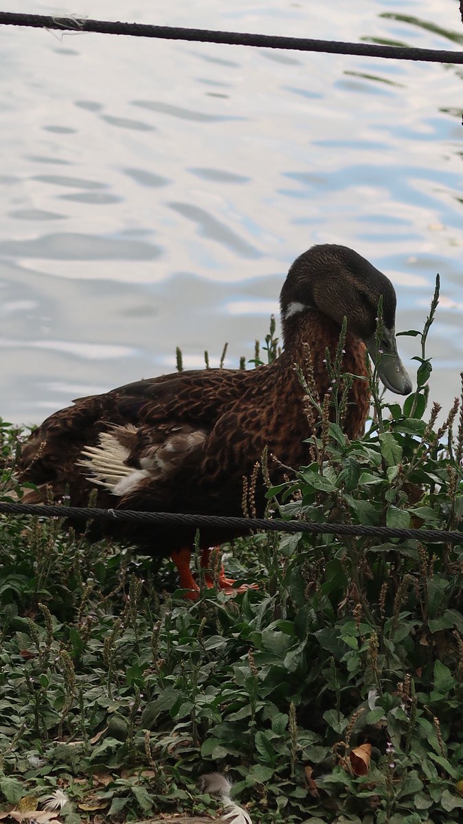mismamarrachos's tweet photo. Fui a ver patitos https://t.co/G2M5nYhdkC