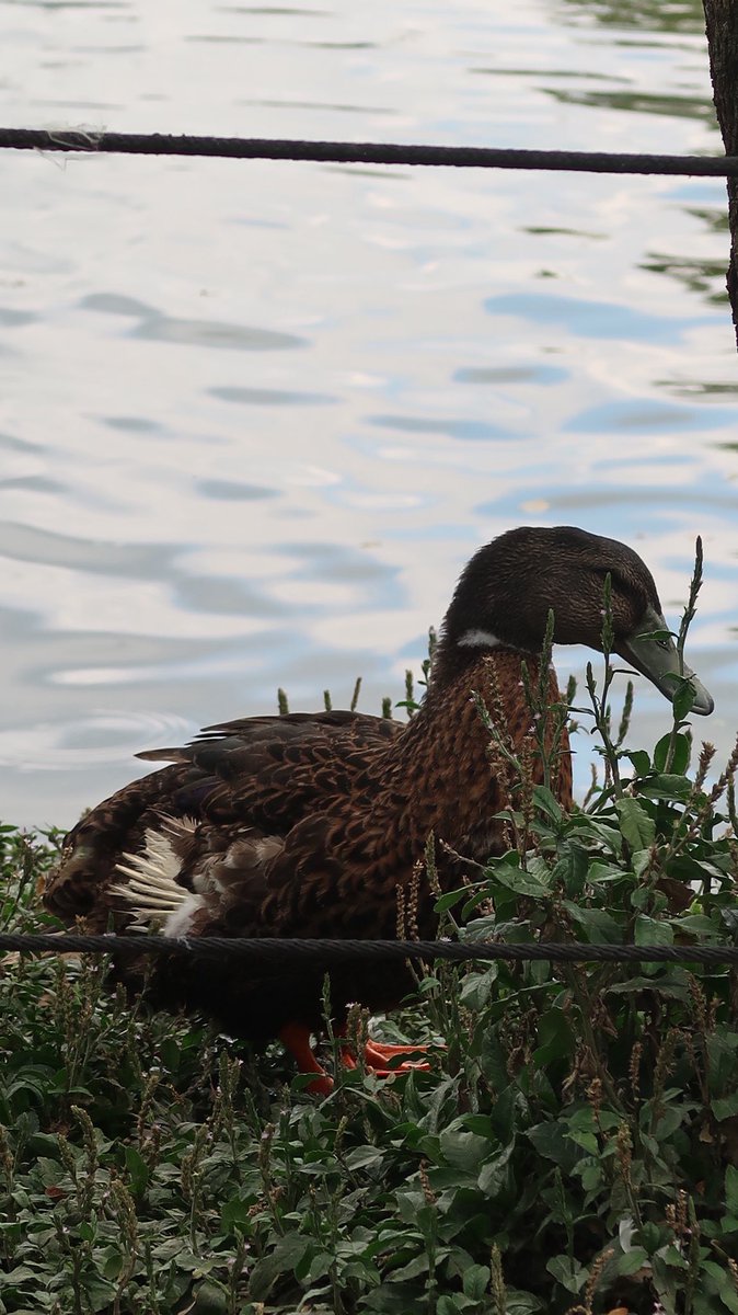 mismamarrachos's tweet photo. Fui a ver patitos https://t.co/G2M5nYhdkC