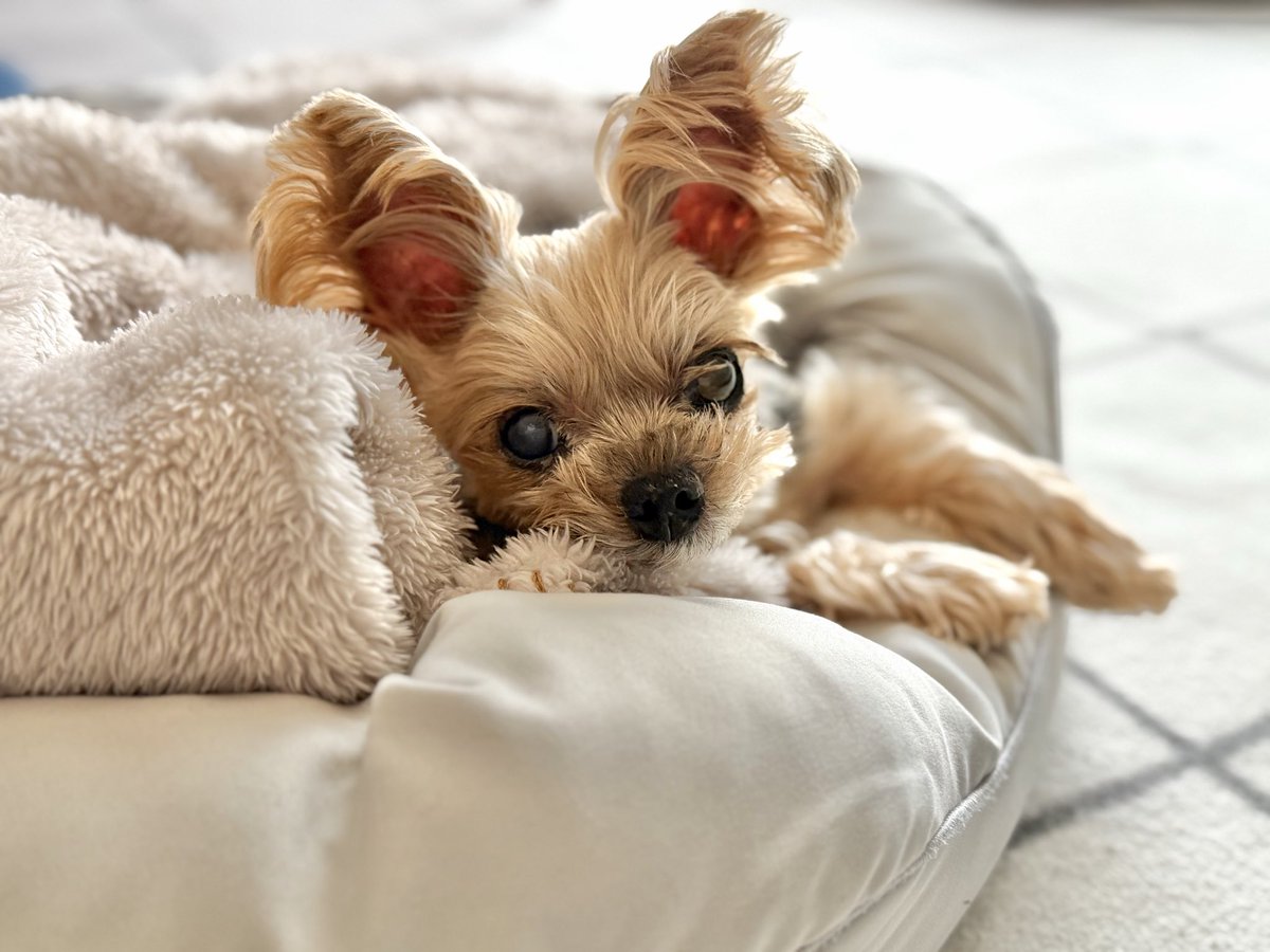 キキ🐶 tweet media