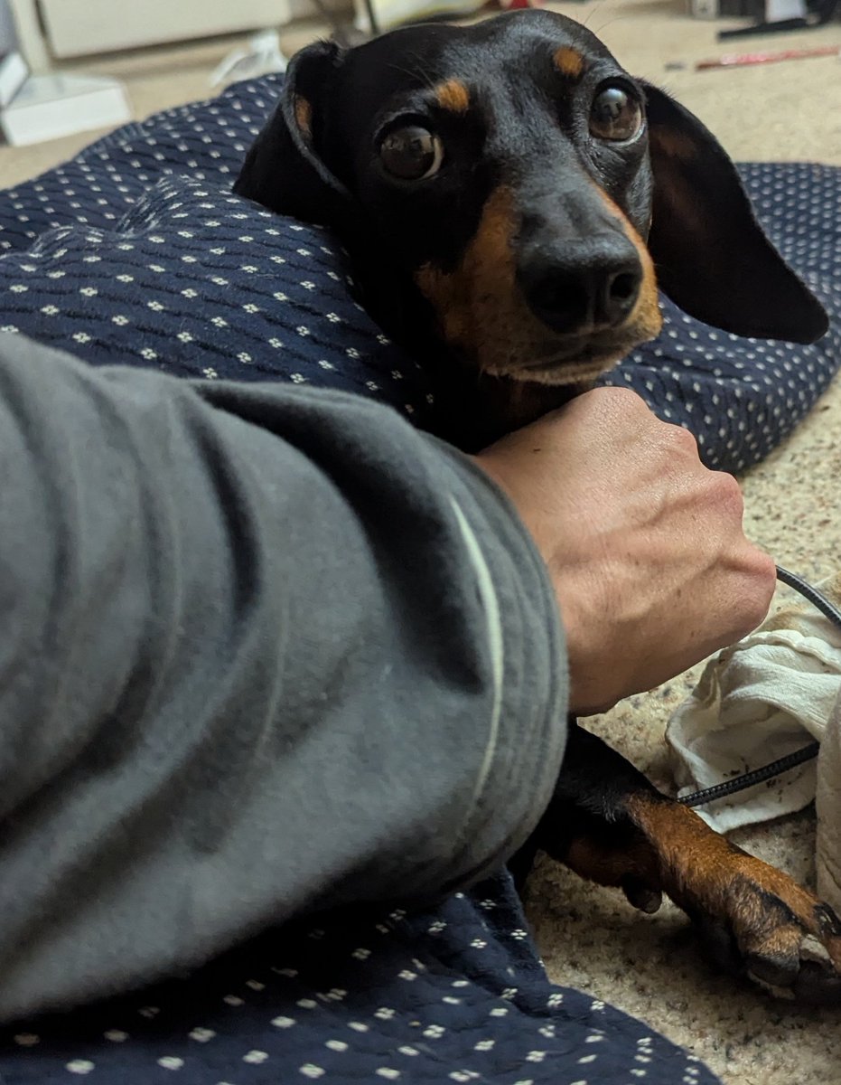 𓅃 UAE Exotic Falconry & Finance tweet media