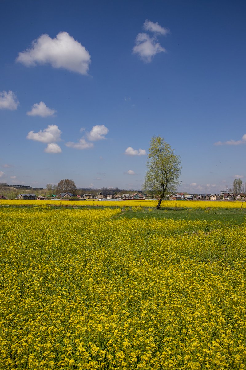 Faisal Bashir tweet media