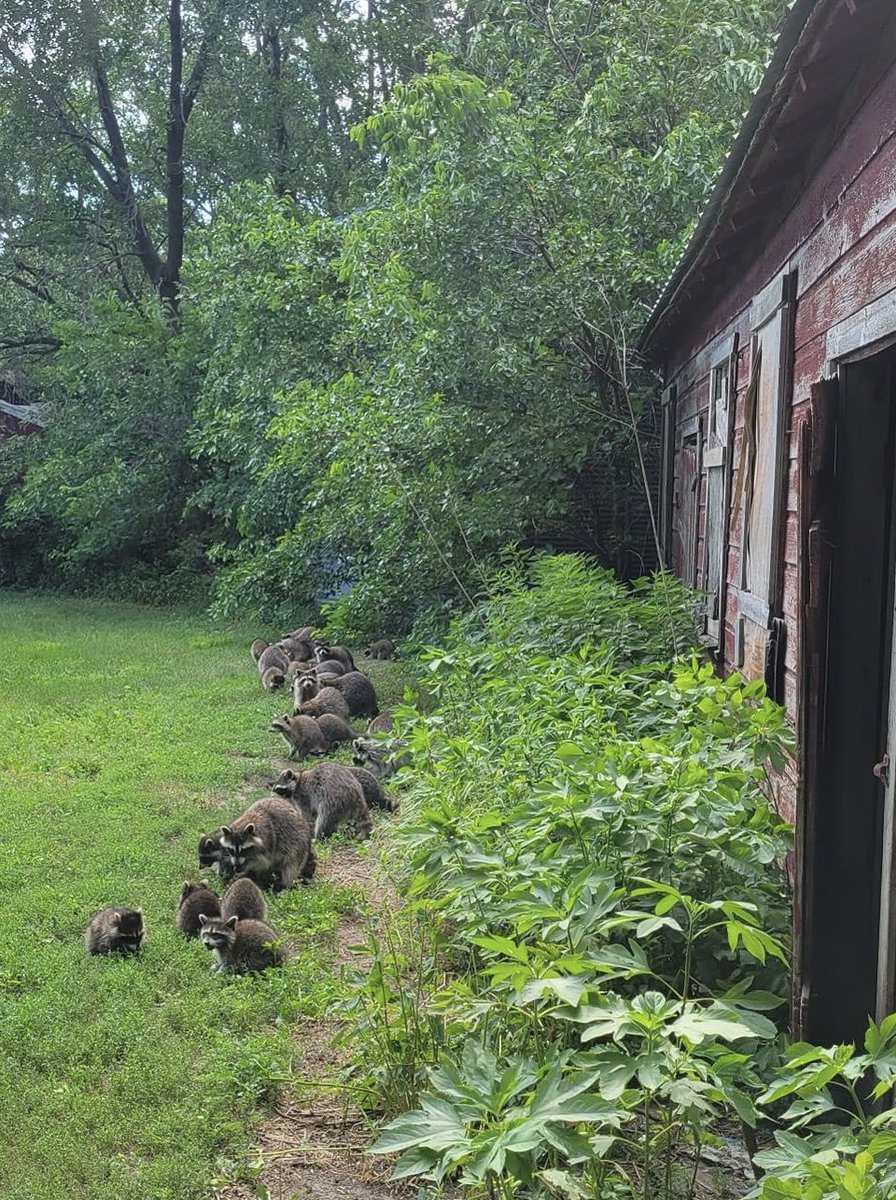 Raccoons Hourly tweet media