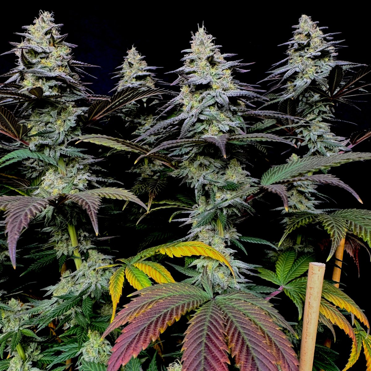 TERPYZ MUTANT GENETICS tweet media