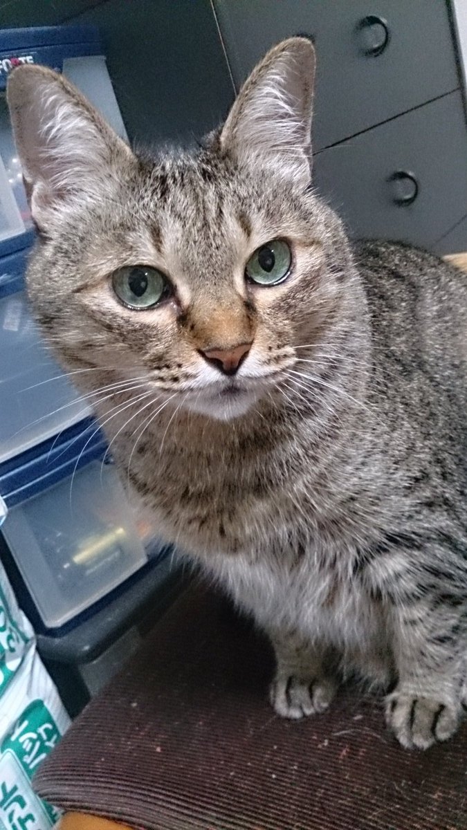 藤伊 皓🌈3/20西1ス18a tweet media