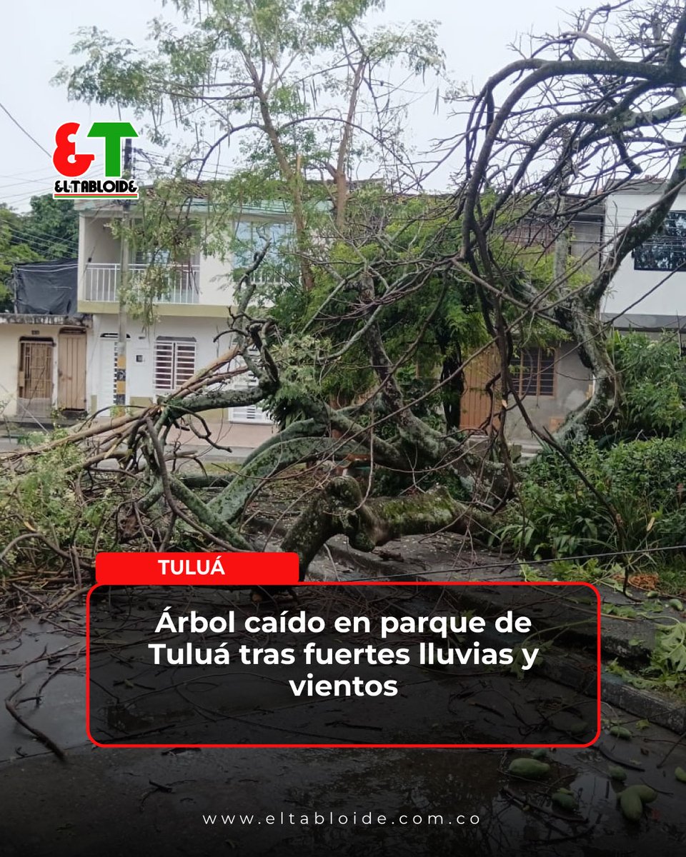 #TULUÁ | Las intensas lluvias registradas en las últimas horas provocaron la caída de un árbol en el parque del barrio La Independencia, en Tuluá. AQUÍ LE CONTAMOS👉 eltabloide.com.co/tulua/arbol-ca…