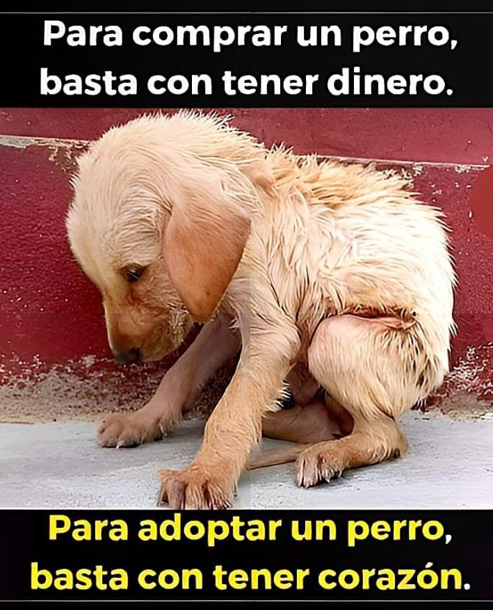 Lizbeth Quiñonez tweet media