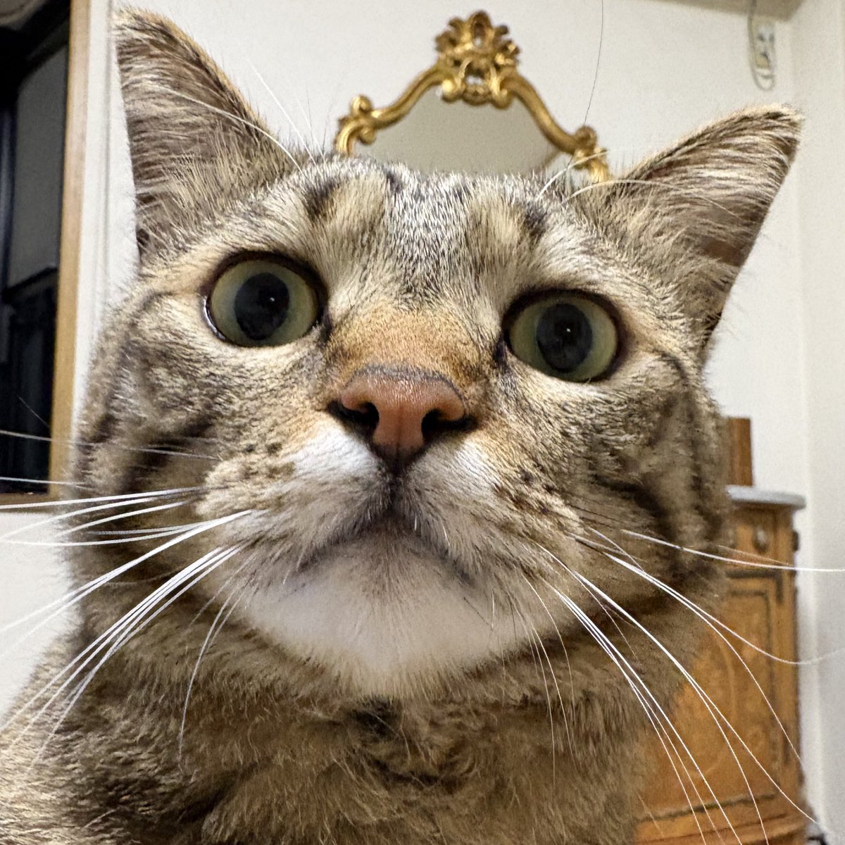 ゆずルイメイママ tweet media