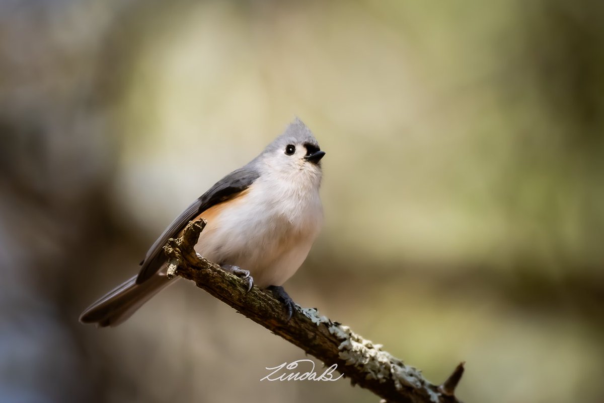 EveryBitBeautiful tweet media