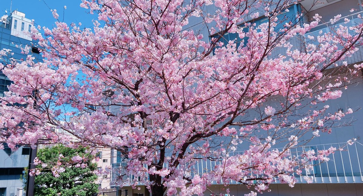 秋葉原で桜綺麗に咲いてた🌸