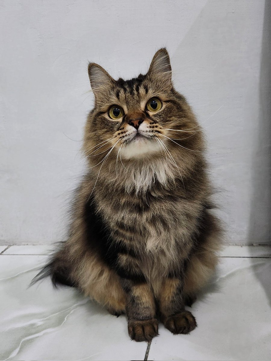 Kevin Mulia tweet media