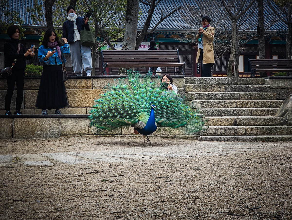 프리그 | 3월부코 토요일 tweet media