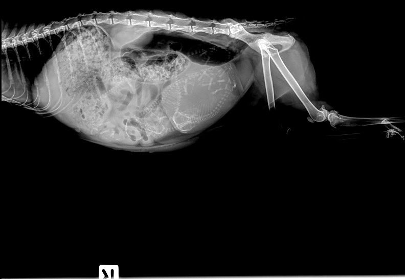 Naava 🐱✨| Vtube { PPG } tweet media