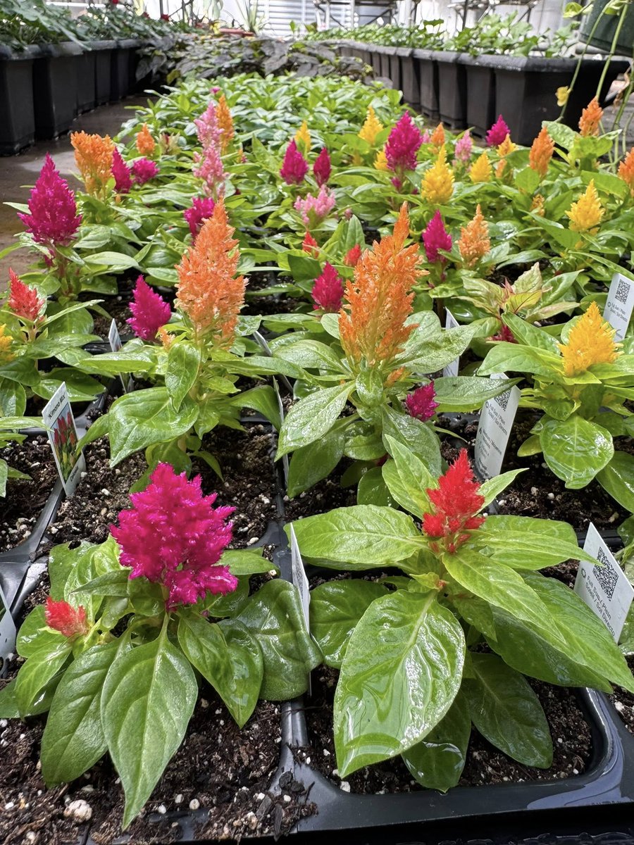 NISD CTE tweet media