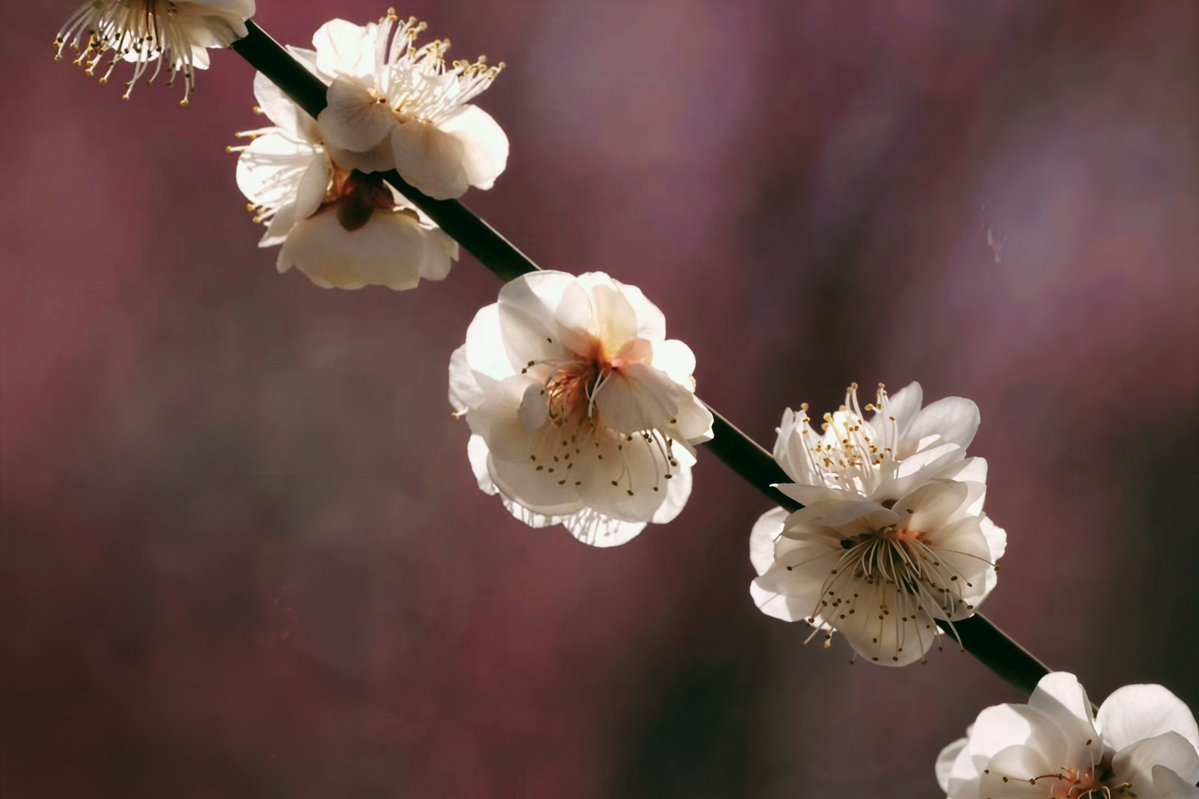 矽塑人生 tweet media