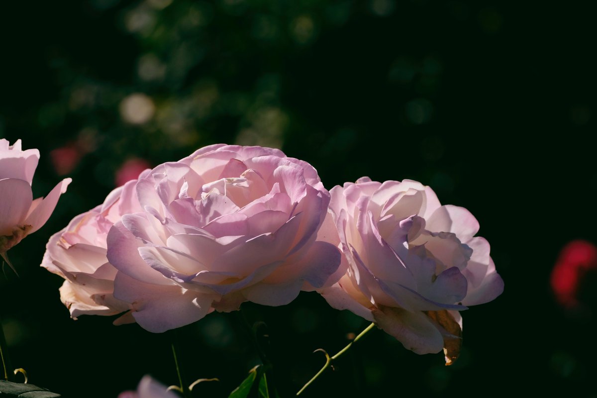 矽塑人生 tweet media