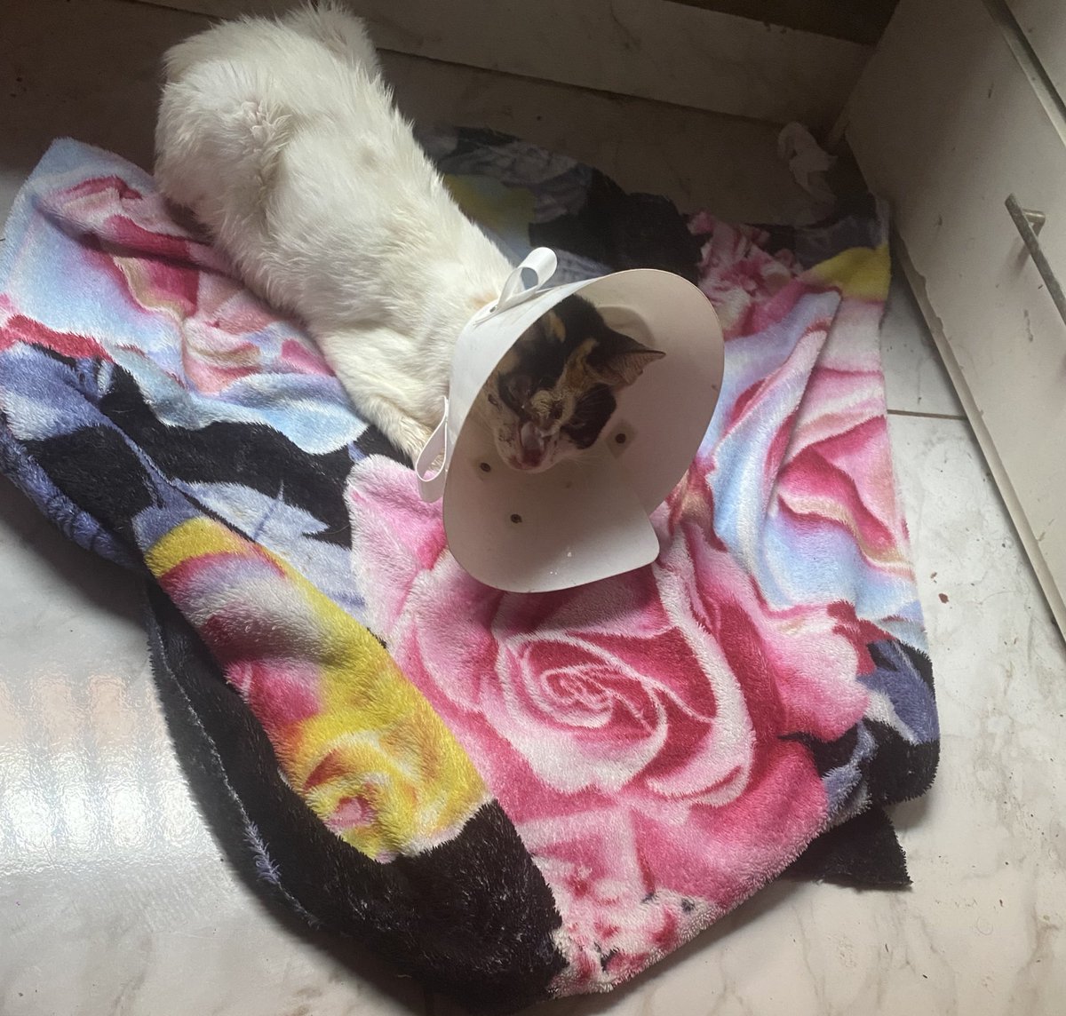 gatona com sua  pomada na cara, que vcs ajudaram a comprar 🫶🏼