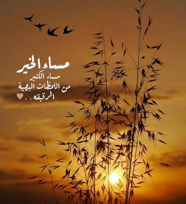 شهد الرواحية 🦋 tweet media