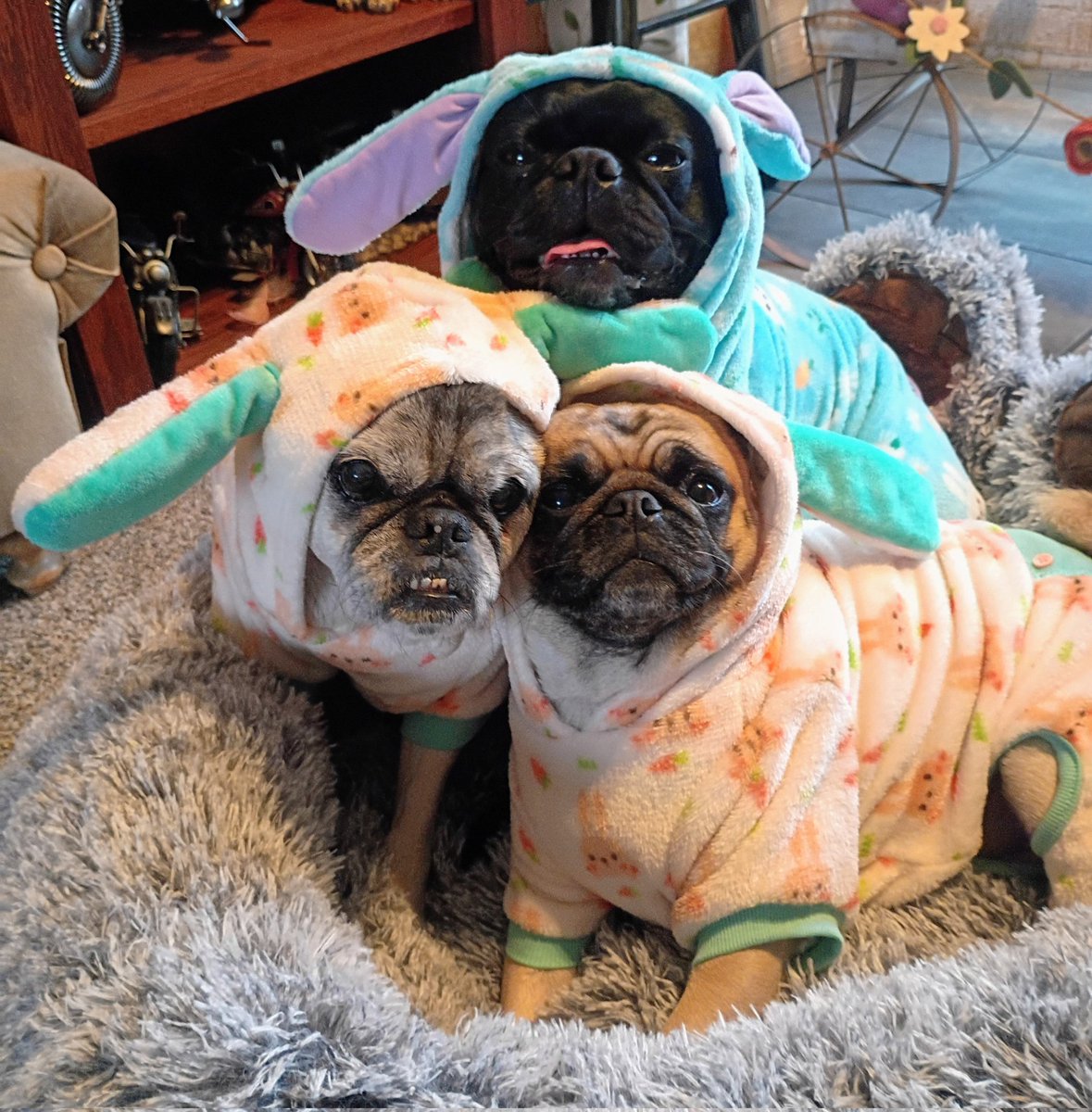 Angel Mushu😇🌈, Zinny🖤, Winny💓, Lucy tweet media