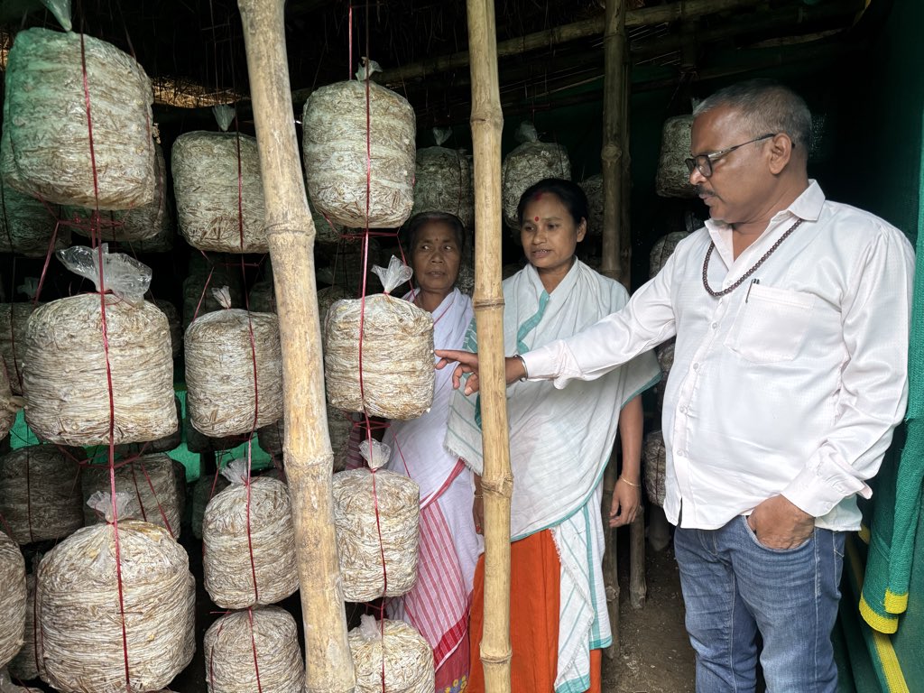 Mrinal_MLA's tweet image. #8pm : #SuccessStory
খুমটাই সমষ্টিৰ দৈগ্ৰোং গাঁও পঞ্চায়তৰ অন্তৰ্গত কেন্দুগুৰি গাঁৱৰ বহুতো মহিলাই কাঠফুলা (নাফু) Mushroom খেতি কৰি স্বাৱলম্বী হৈছে। তেওঁলোকক উৎসাহিত কৰিবলৈ আজি মই সকলোৰে ঘৰত উপস্থিত হওঁ। জানিবলৈ পাই সুখী হ'লো যে তেওঁলোক প্ৰত্যেকগৰাকীয়ে মুখ্যমন্ত্ৰীৰ মহিলা