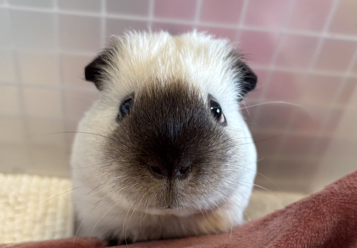 かぶちゃん大好き⸜❤︎⸝‍