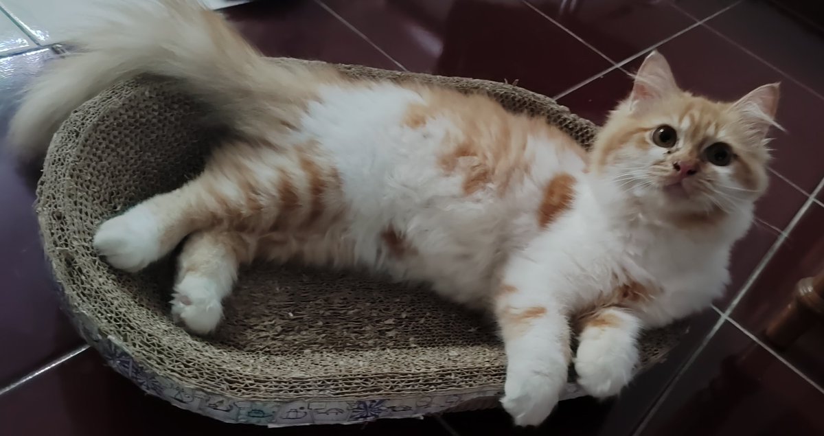 Awooo nyaaaw.. ʕ≧ᴥ≦ʔ
Minal aidin wal faidzin uzurtachii ✨🙏
Mohon maaf lahir, batin dan minta THR (๑•̀ㅁ•́ฅ✧