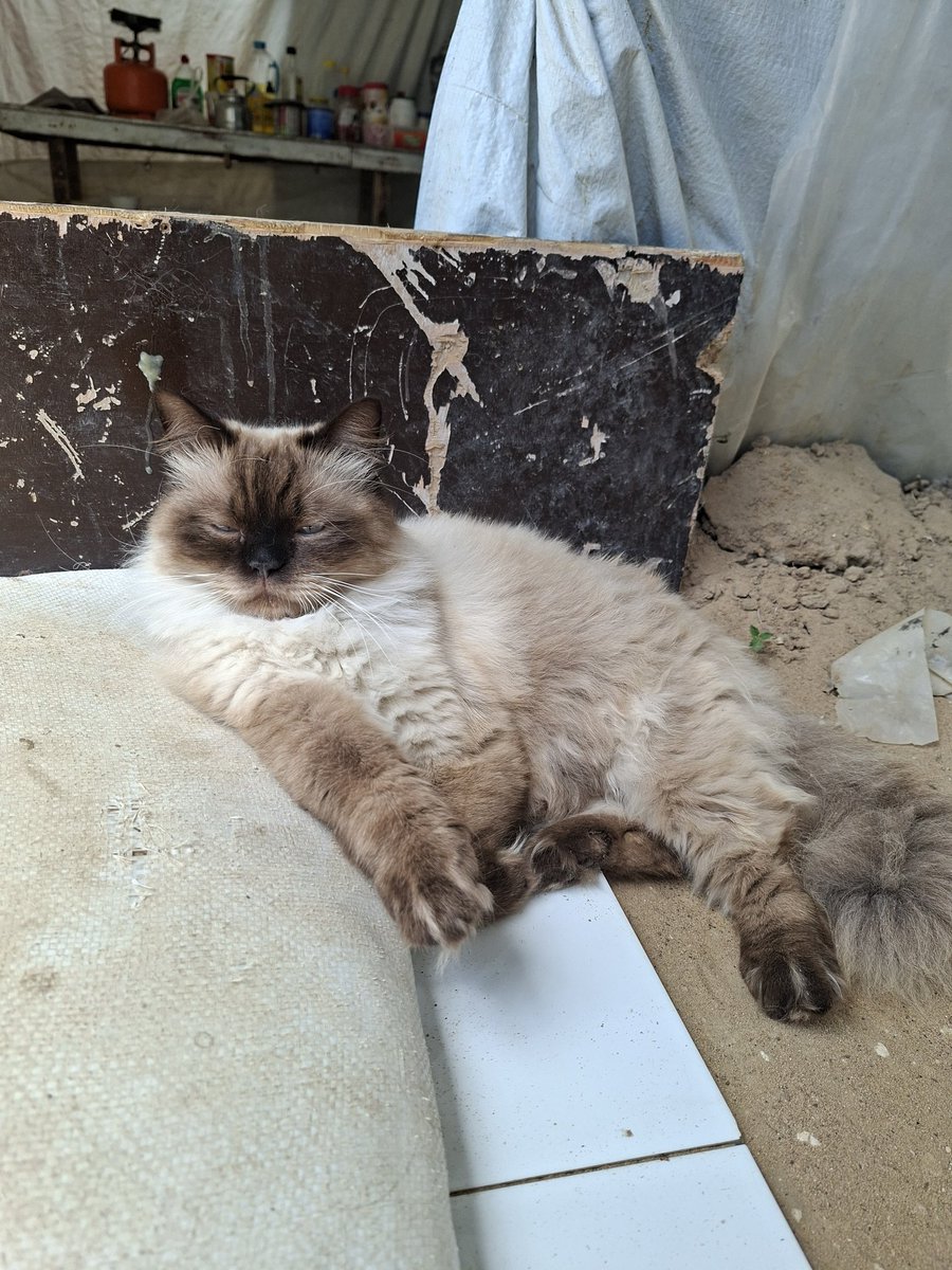 Mustafa𓂆 tweet media