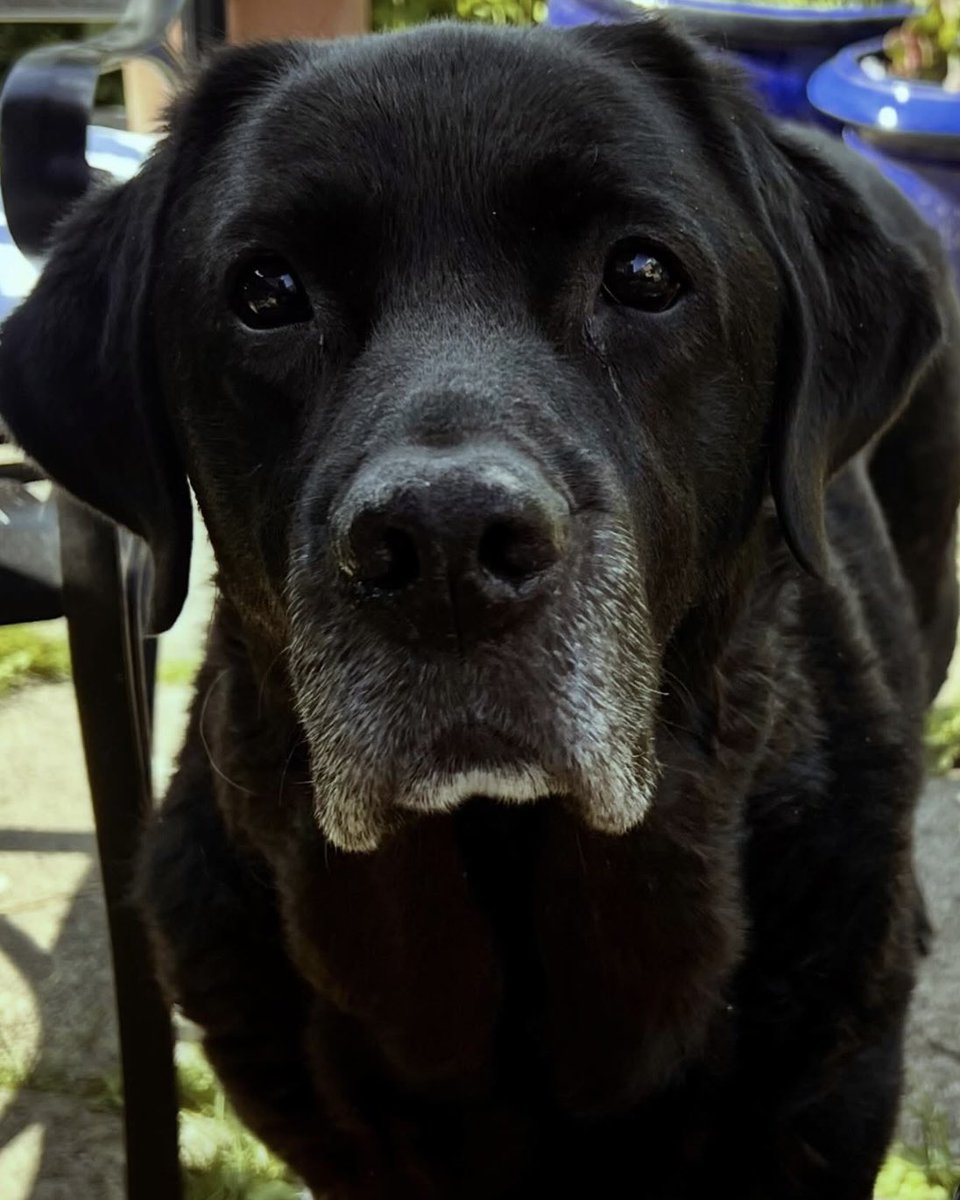 Jim and Olive🌈 Black Labs tweet media