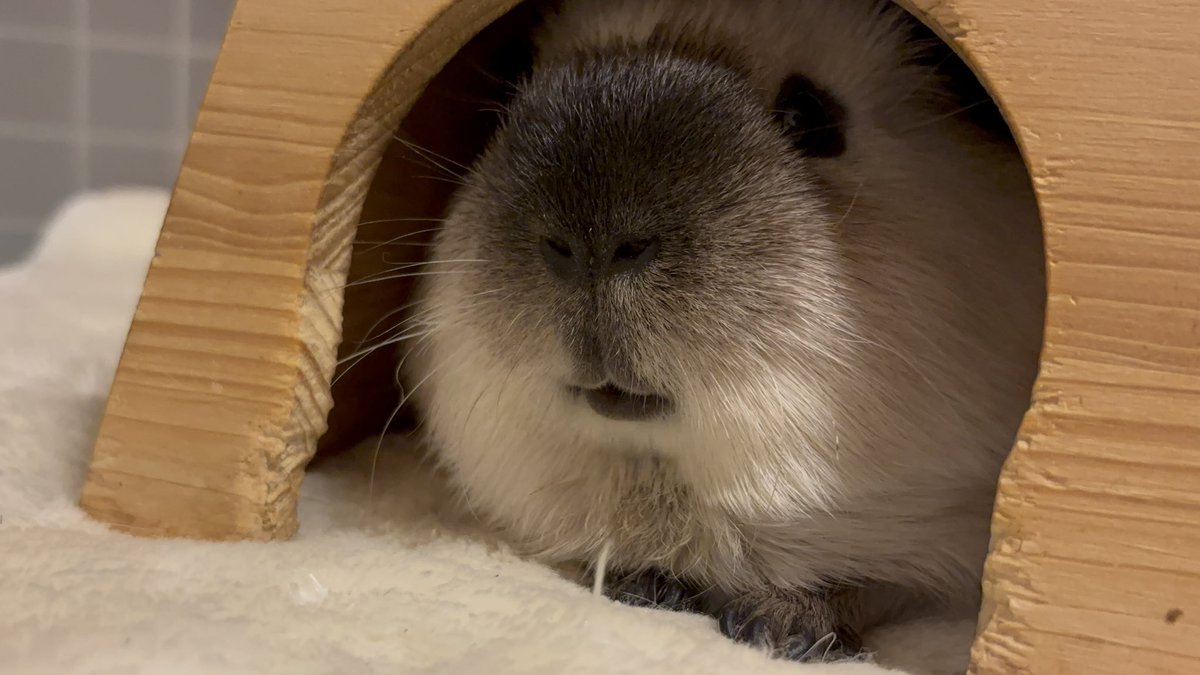 ❥ねずみい tweet media