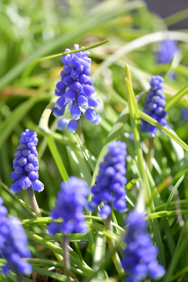 p.himapa tweet media