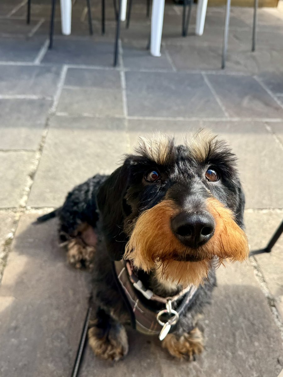 Princess Isabella Dachshund tweet media