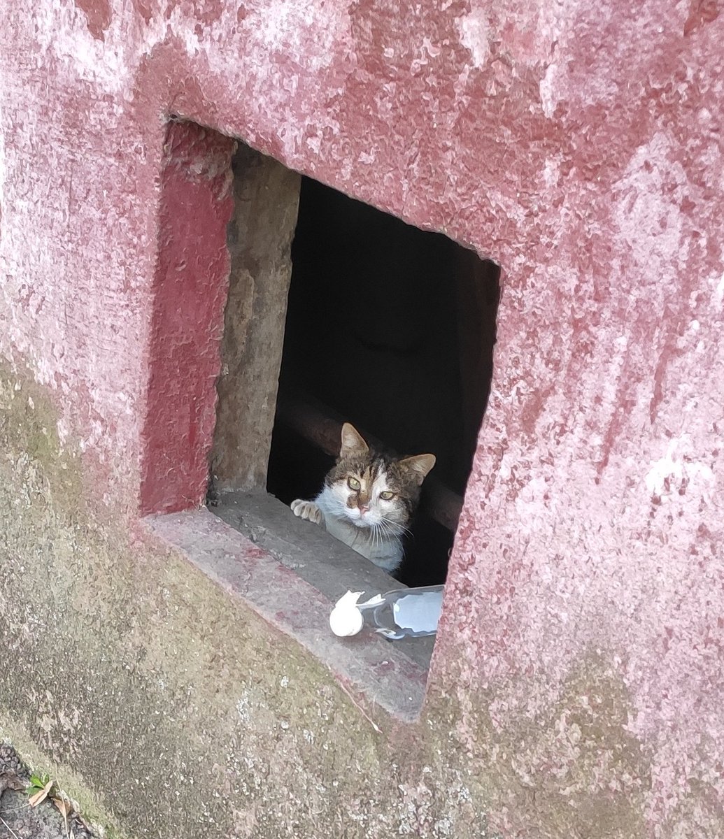 на сьогодні вуличним котикам є зовсім небагато корму

а котиків...багато, тому прошу рт і закрити баночку

send.monobank.ua/jar/97Qw78NSuk
4441 1111 2520 1693 
pp igorhorobetz@gmail.com 

надіслати корм: тг @/badbadbi 
чотири лапи, карпати, мяу, леопольд