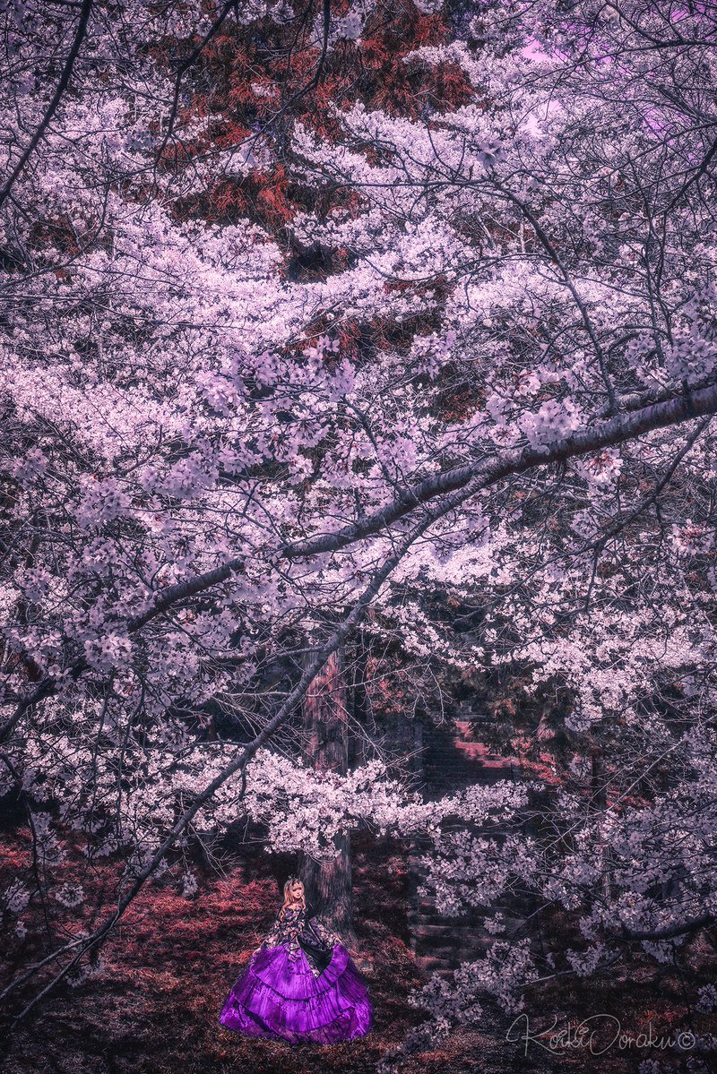 写真作家 小粋 𓃠 栃木ぬこ民 tweet media