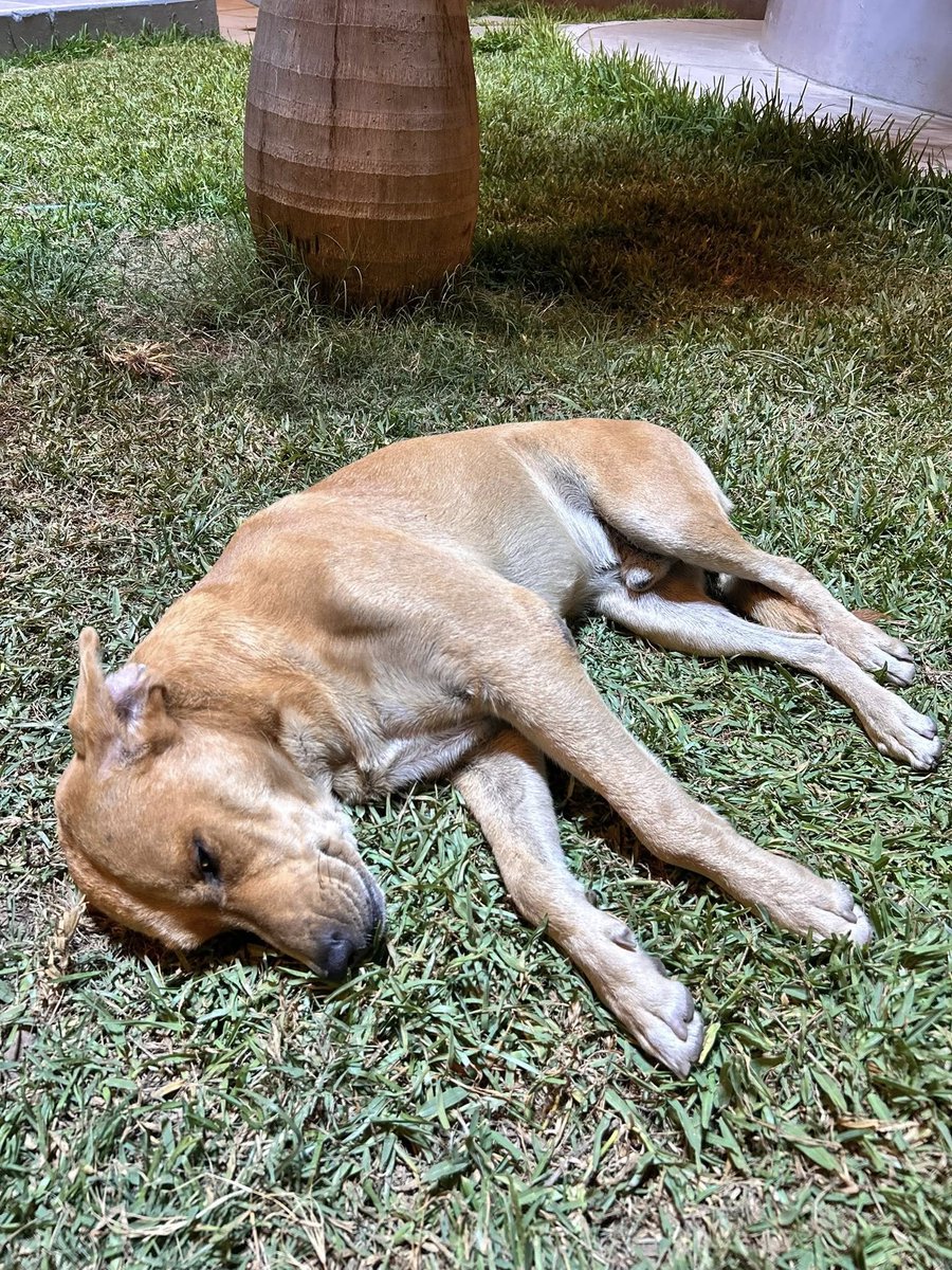 Callao Noticias tweet media