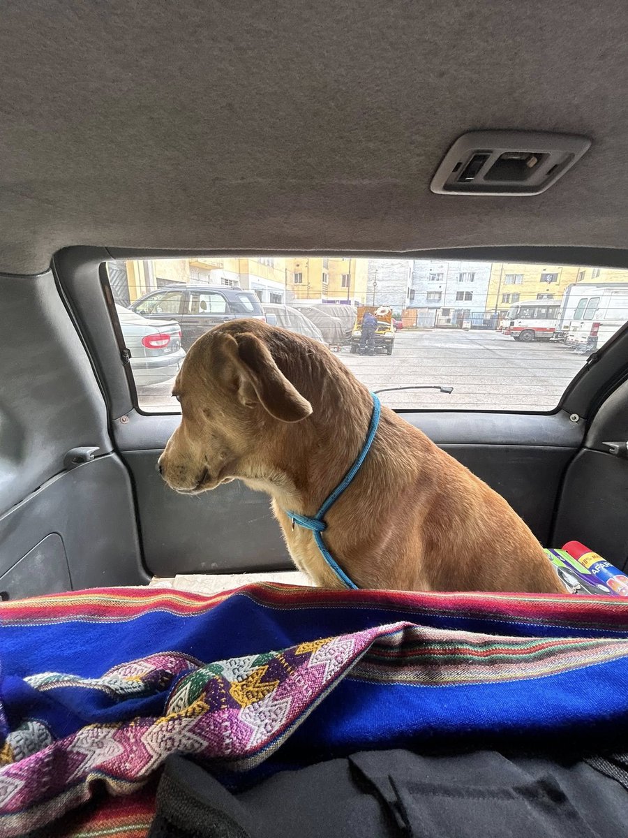 Callao Noticias tweet media