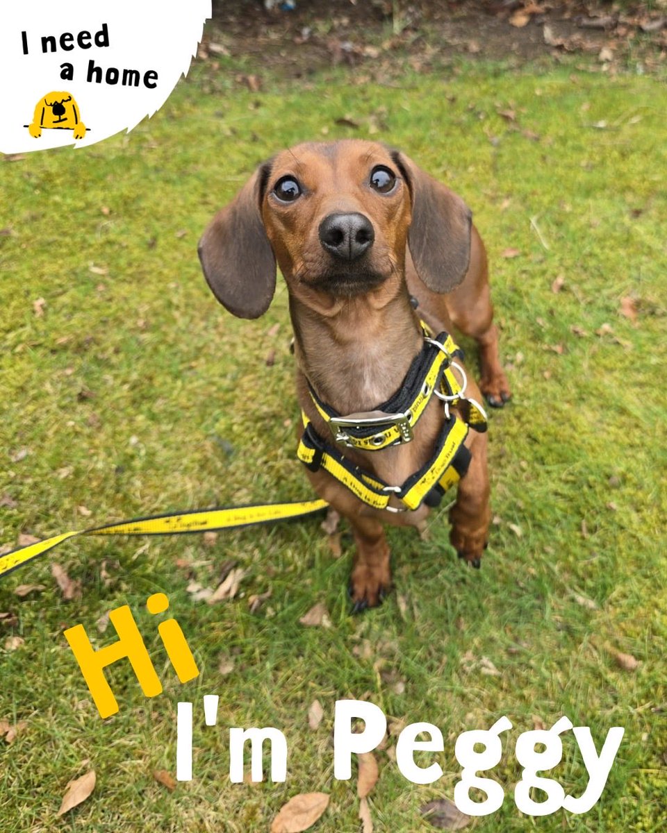 Dogs Trust Dundee tweet media