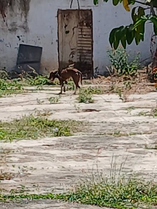 Carolina tweet media