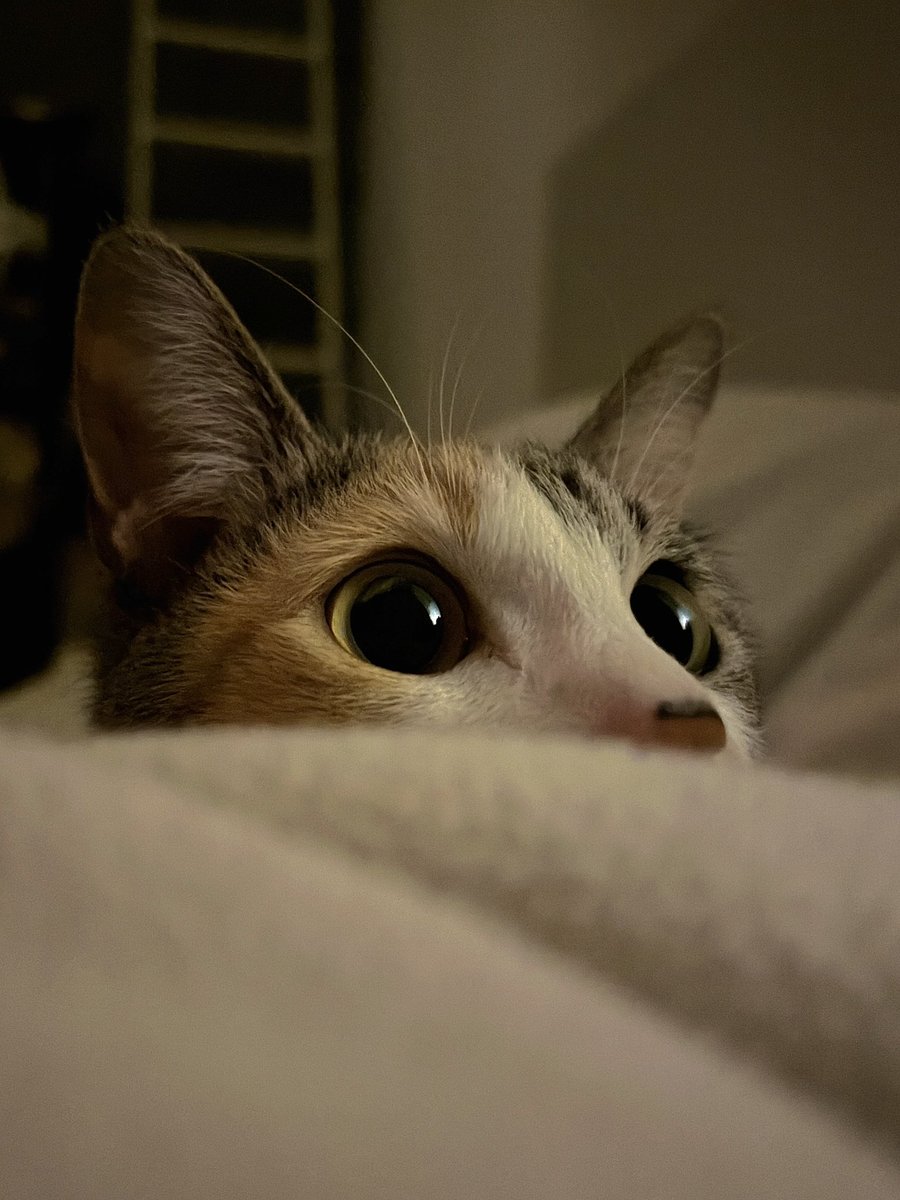 ゆきじん tweet media