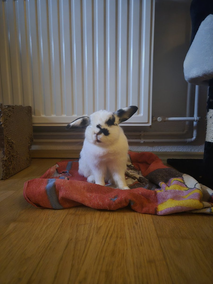 DarkKitarist's tweet photo. @Reddit @redditstatus Thank you for removing my warning and putting my "F**k you to OF and AI bots" post back up! Respect! Here's a picture of my bunny as a sorry that I got a bit heated! https://t.co/T53r45Nkih