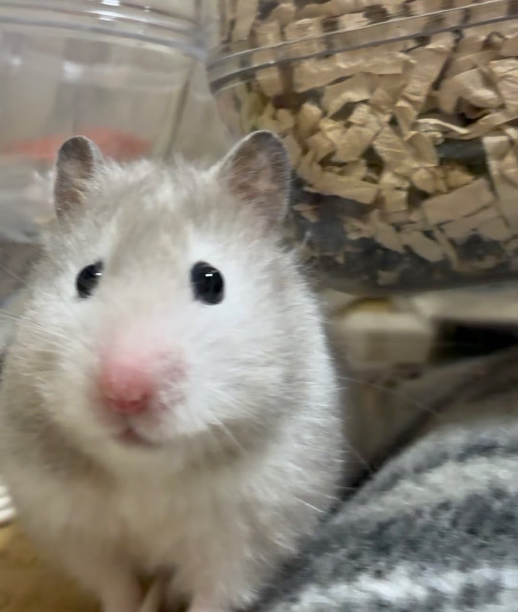 𝒑𝒊𝒏𝒐 tweet media