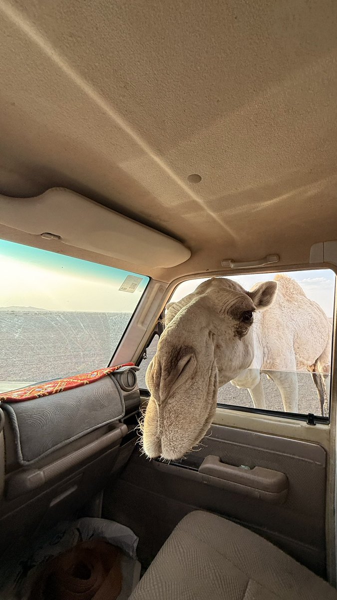 شاكر المطيري tweet media