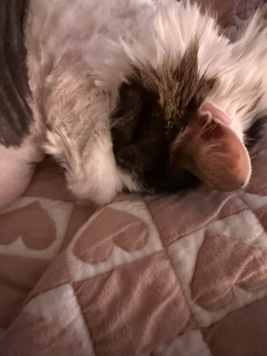 chewy & friends 🌈 lucy tweet media