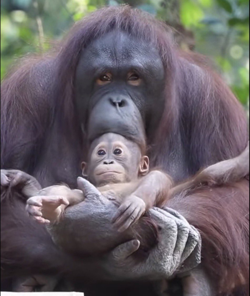 tallahassee famous tweet media