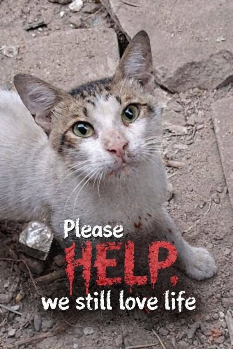 Animal Friends Shelter tweet media