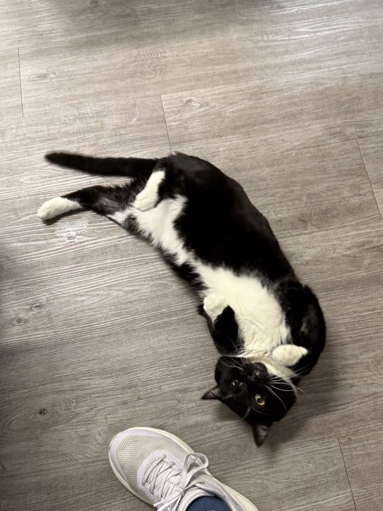 Friends of Bear Cat Rescue tweet media