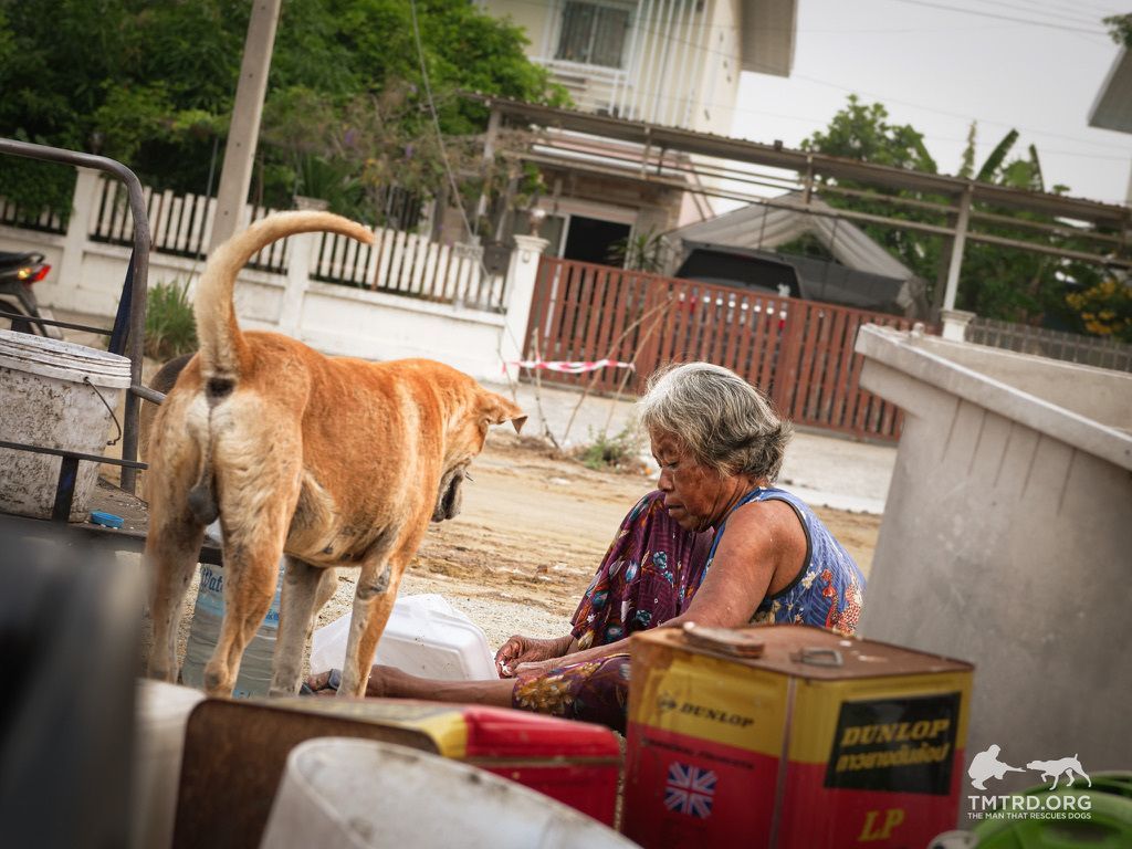 TMTRD - The Man That Rescues Dogs Foundation tweet media