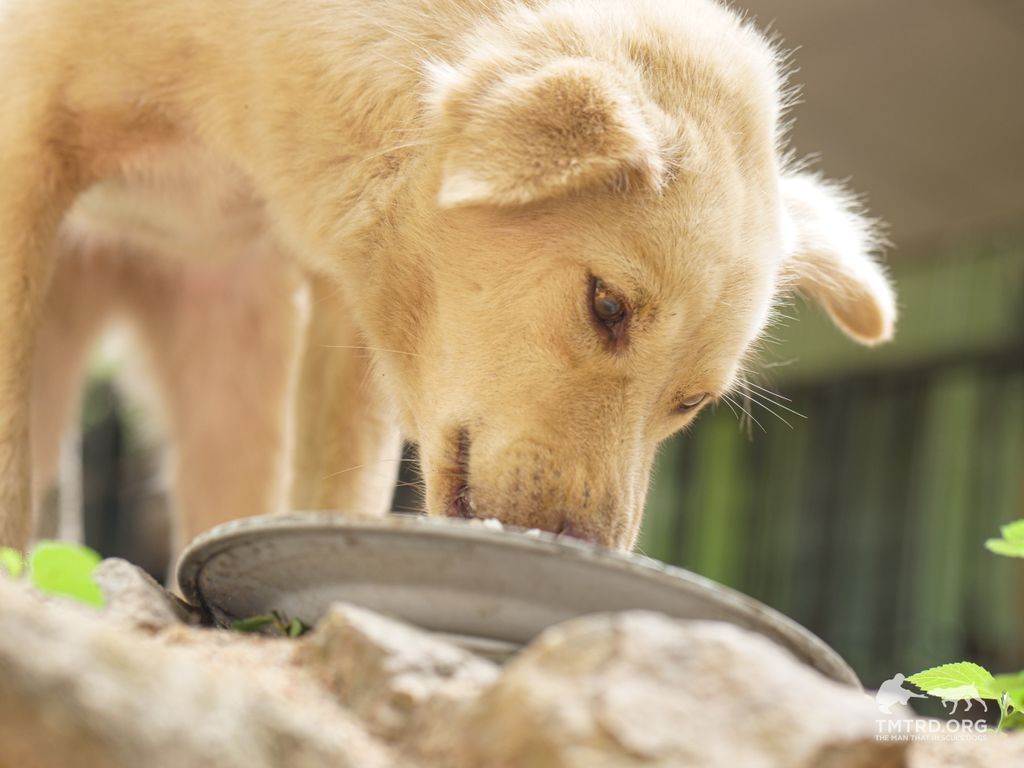 TMTRD - The Man That Rescues Dogs Foundation tweet media