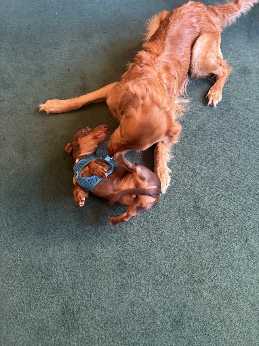 Cal - experiencing Troy Barrett brainrot tweet media