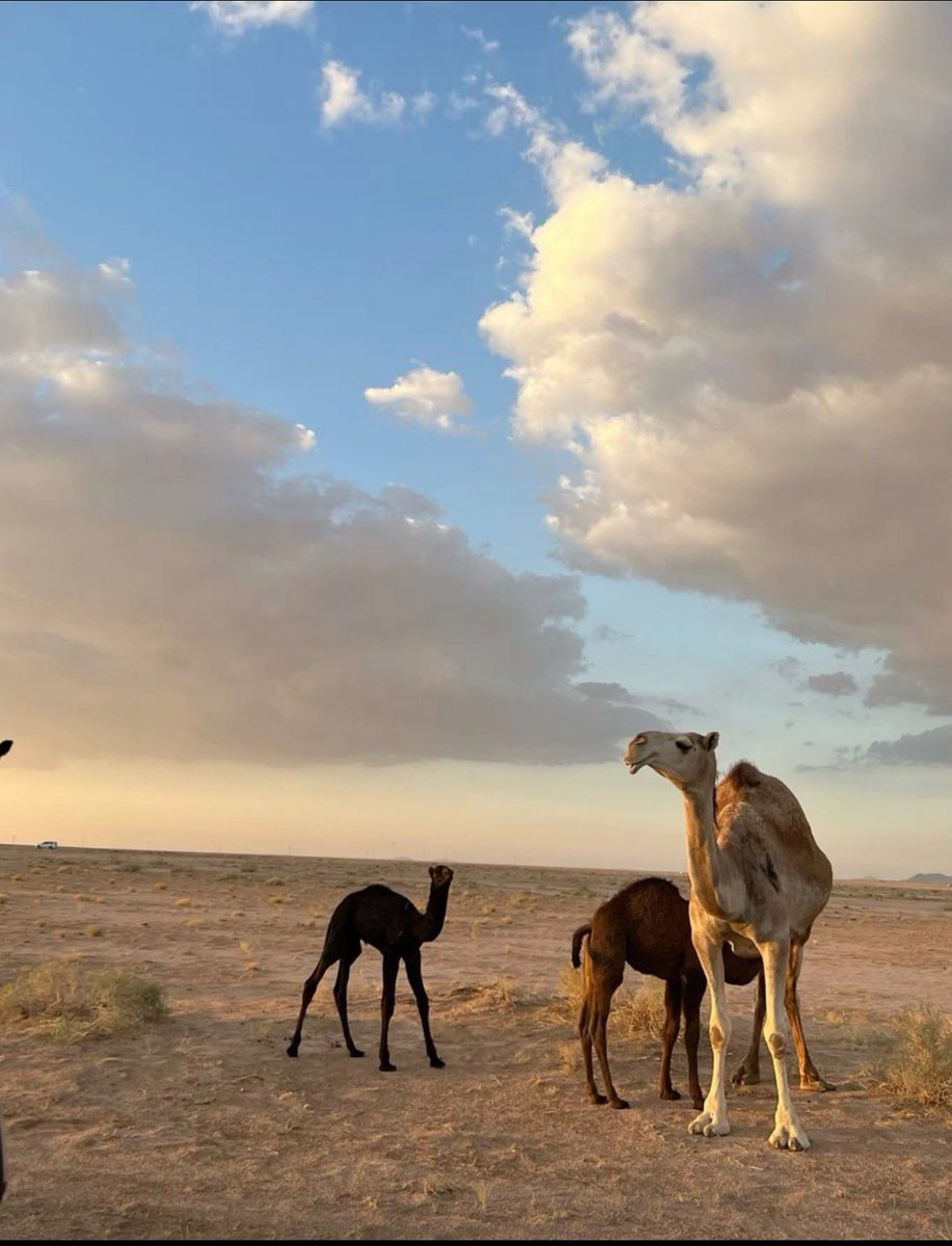 ميم ᥫ᭡🕊️ tweet media