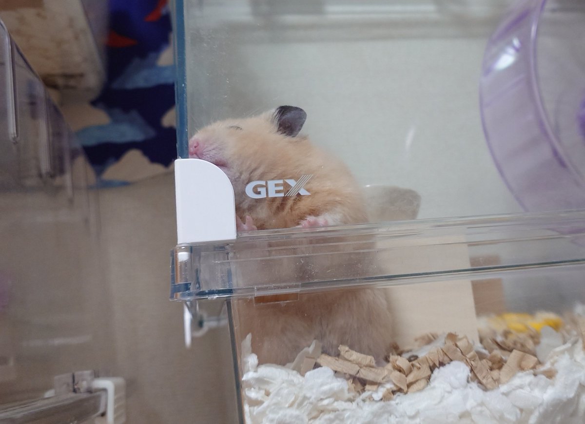 𝒄𝒉𝒂𝒚 tweet media