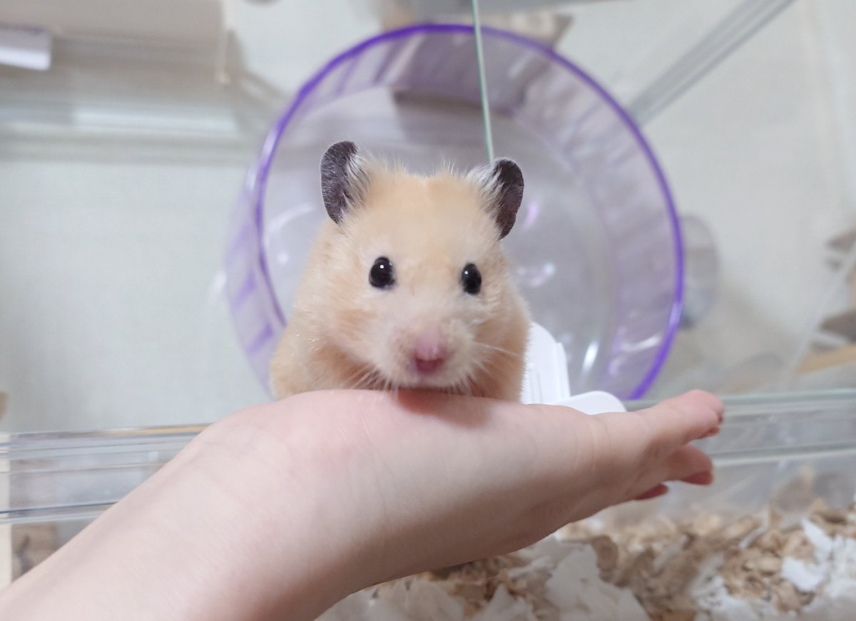 𝒄𝒉𝒂𝒚 tweet media